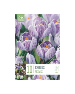 Bulbi di Crocus Vernus Pickwick Kapiteyn 10 pz