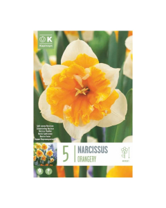 Bulbi di narcisi split corona orangery