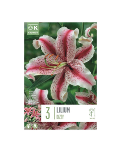 Bulbi di giglio Lilium Dizzy Mix Kapiteyn 3 pz