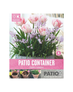 Bulbi da vaso Tulipa & Chionodoxa Kapiteyn 20pz