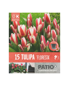 Bulbi da vaso Tulipa Floresta Kapiteyn 15pz