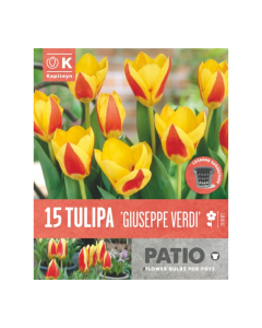 Bulbi da vaso Tulipa Giuseppe Verdi Kapiteyn 15pz