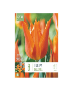 Bulbi di Tulipa Lily Flowered Ballerina Kapiteyn 8 pz