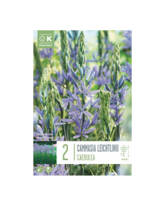 Bulbi di Camassia Leichtlinii Caerulea Kapiteyn 2 pz