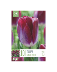 Bulbi di Tulipa Triumph Kansas Proud Kapiteyn 10 pz