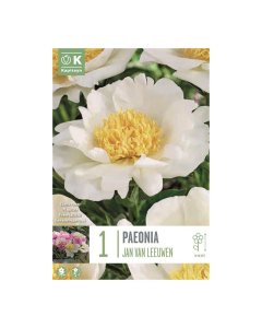 Bulbi di Peonia Lactiflora Jan Van Leeuwen Kapiteyn 1 pz