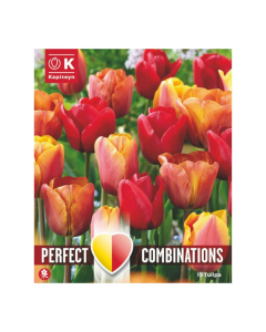 Bulbi di Tulipa red, orange & yellow Perfect Combinations Kapiteyn 15pz