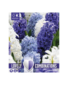 Bulbi di Hyacinth Ocean Blend Lovely Combinations Kapiteyn 8pz