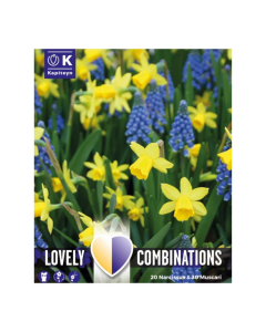 Bulbi di Narcissus & Muscari Lovely Combinations Kapiteyn 50pz