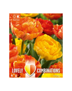Bulbi di Tulipa yellow & orange Lovely Combinations Kapiteyn 15pz