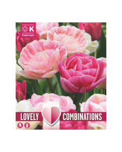 Bulbi di Tulipa sweet pink Lovely Combinations Kapiteyn 12pz