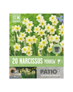 Bulbi da vaso Narcissus Minnow 20pz