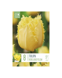 Bulbi di Tulipa Fringed Rebellious Yellow Kapiteyn 8 pz