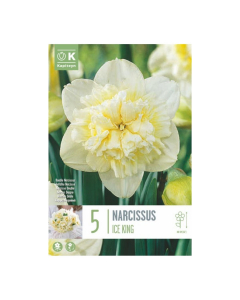 Bulbi di Narcissus Double Ice King Kapiteyn 5pz