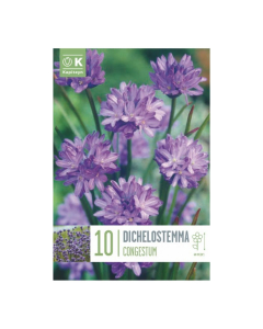 Bulbi di Dichelostemma Congestum Kapiteyn 10 pz