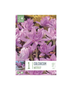 Bulbi di Colchicum Waterlily Kapiteyn