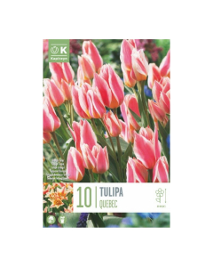 Bulbi di Tulipa Greigii Quebec Kapiteyn 10 pz