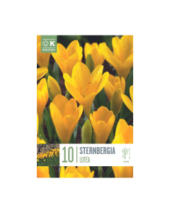 Bulbi di Sternbergia Lutea Kapiteyn