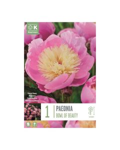 Bulbi di Peonia Lactiflora Bowl of Beauty Kapiteyn 1 pz