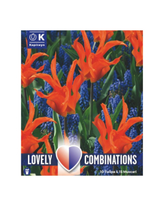 Bulbi di Tulipa & Muscari Lovely Combinations Kapiteyn 25pz