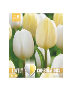 Bulbi di Tulipa white & cream Lovely Combinations Kapiteyn 15pz