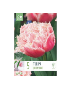 Bulbi di Tulipa Double Late Queensland Kapiteyn 5 pz