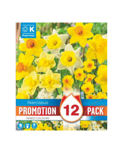 Bulbi di Narcissus mixed colours Kapiteyn 12pz