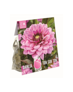 Bulbi di Dahlia Ton-Sur-Ton Rich Flowering Kapiteyn 3 pz