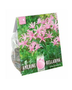 Bulbi di Amerine Belladiva Spectacular Flowers Kapiteyn 2pz