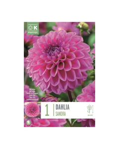 Bulbi di Dahlia Ball Sandra Kapiteyn 1 pz