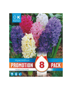 Bulbi di Hyacinth mixed colours Kapiteyn 8pz