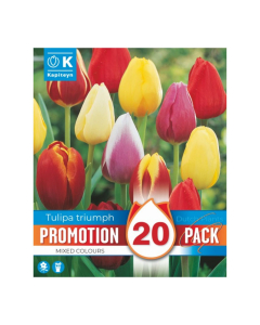 Bulbi di Tulipa Triumph mixed colours Kapiteyn 20pz