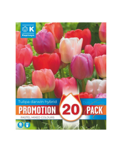 Bulbi di Tulipa Darwin Hybrid pastel mix Kapiteyn 20pz