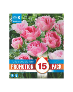 Bulbi di Tulipa Double Finola Kapiteyn 15pz