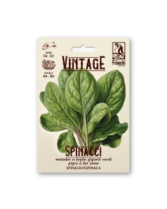 Semi Vintage Spinacio Matador a foglie giganti verdi