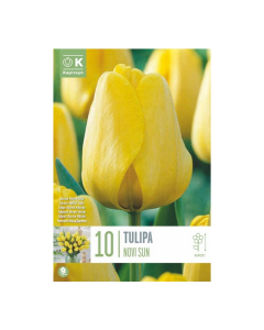 Bulbi di tulipani Darwin Hybrid Novisun