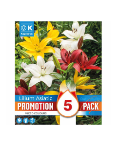 Bulbi di giglio Lilium Asiatic Kapiteyn 5 pz