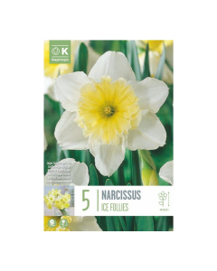 Bulbi di narcisi ice follies