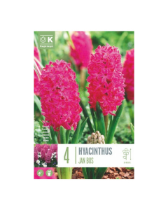 Bulbi di hyacinthus jan bos