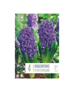 Bulbi di hyacinthus peter stuyvesant