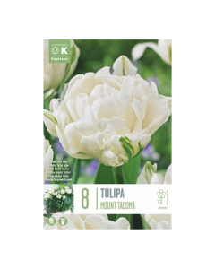 Bulbi di Tulipa Double Late Mount Tacoma Kapiteyn 8 pz