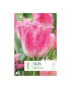 Bulbi di Tulipa Fringed Fancy Frills Kapiteyn 8 pz