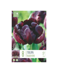 Bulbi di Tulipa Double Late Black Hero Kapiteyn 8 pz