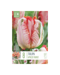 Bulbi di Tulipa Parrot Apricot Parrot Kapiteyn 8 pz