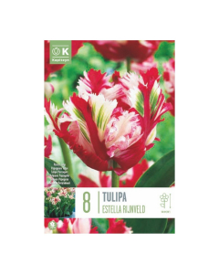 Bulbi di Tulipa Parrot Estella Rijnveld Kapytein 8 pz