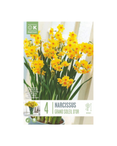 Bulbi di narcisi da interno grand soleil d'or