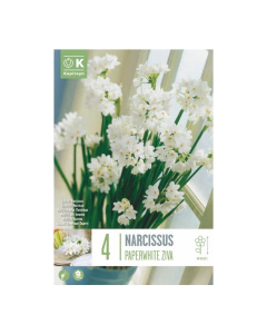 Bulbi di narcisi da interno paperwhite ziva
