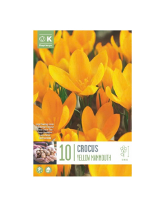 Bulbi di Crocus Vernus Yellow Mammouth Kapiteyn 10 pz