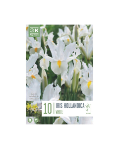 Bulbi di Iris Hollandica White Kapiteyn