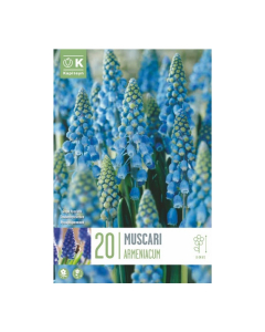 Bulbi di muscari armeniacum